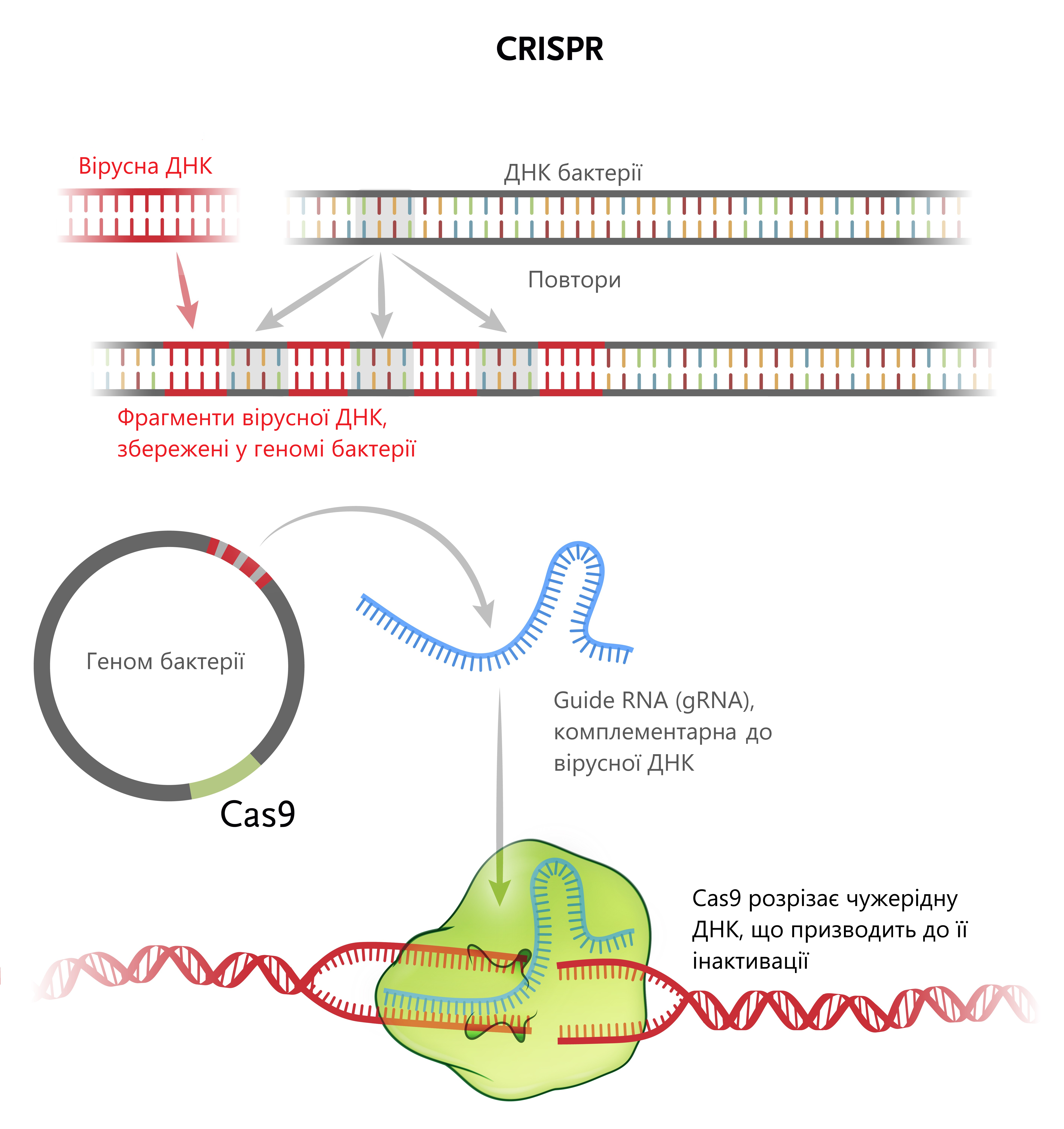 "CRISPR/Cas9, генна інженерія"