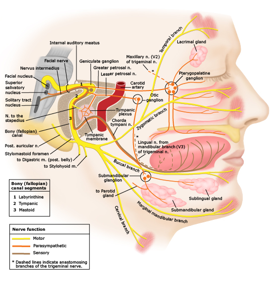 Anatomy of facial nerve