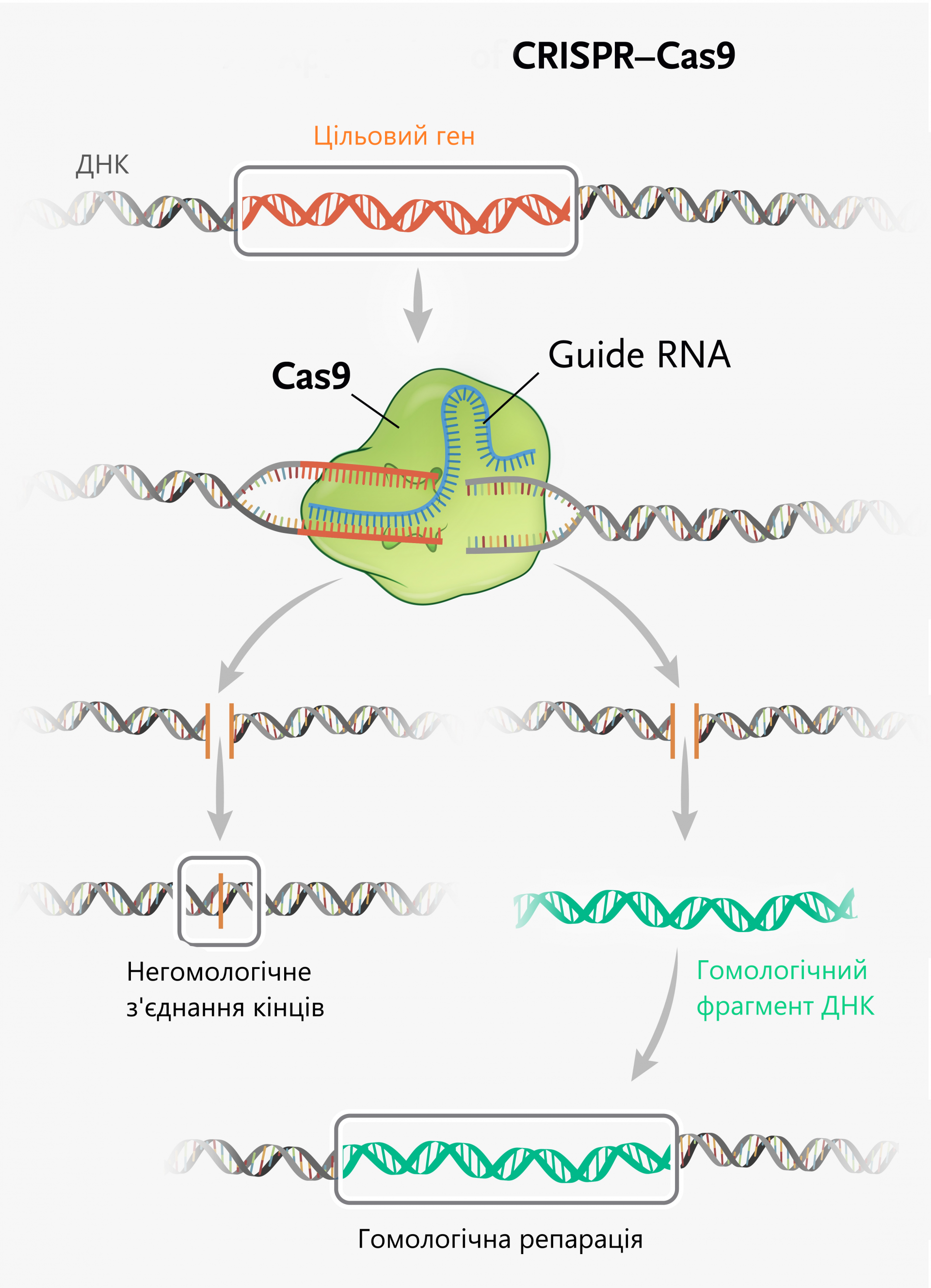 "репарація ДНК, CRISPR/Cas9"