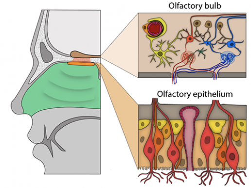 Зображення нюхової цибулини та епітелію. Вгорі праворуч: перицит (світло-оранжевий) охоплює кровоносну судину (червону). Внизу праворуч: нюхові сенсорні нейрони (світло-червоні, оранжеві), оточені сустантекулярними клітинами (жовто-коричневі) та базальними клітинами (жовті та світло-оранжеві). 