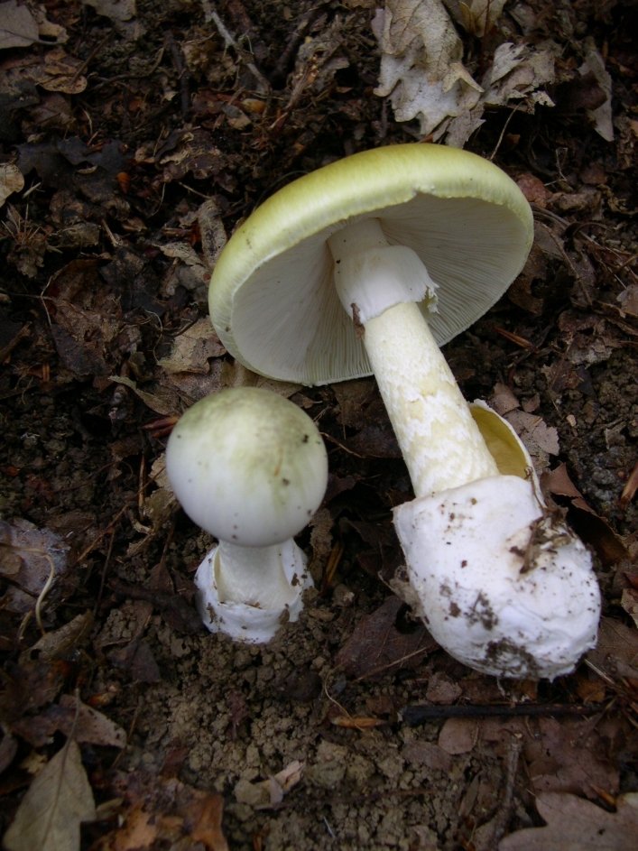 бліда поганка отруєння грибами